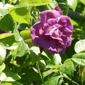Rhapsody In Blue Rose (Rosa Rhapsody In Blue) 4